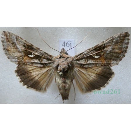 Autographa gamma (Linnaeus, 1758) Błyszczka jarzynówka Czech46j